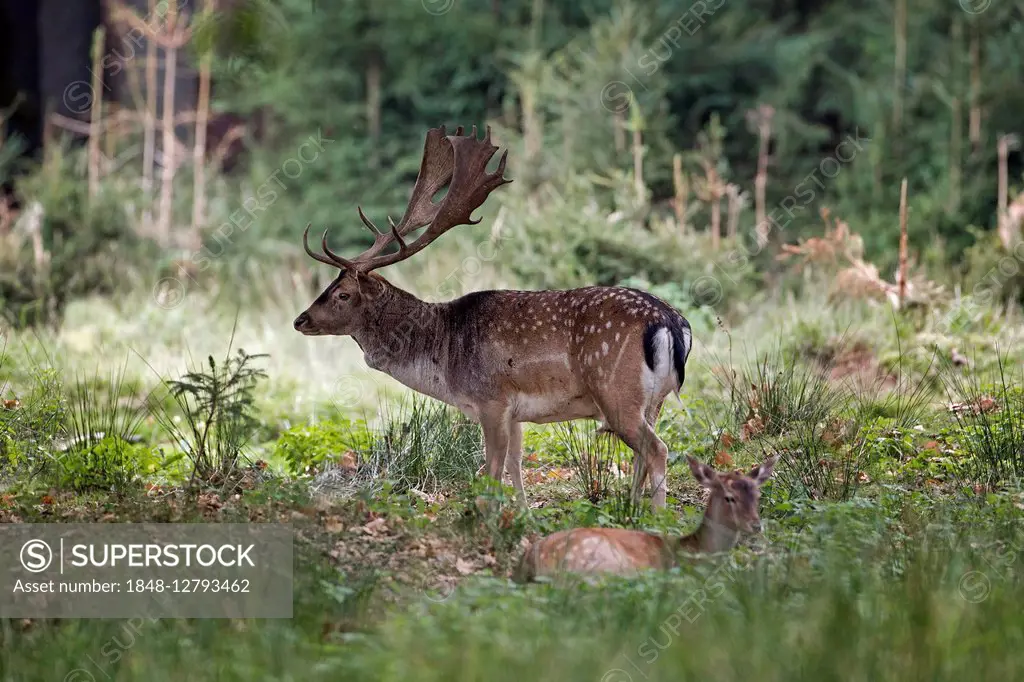 Fallow deer (Dama dama), buck with doe, Schaufler, Saxony, Germany