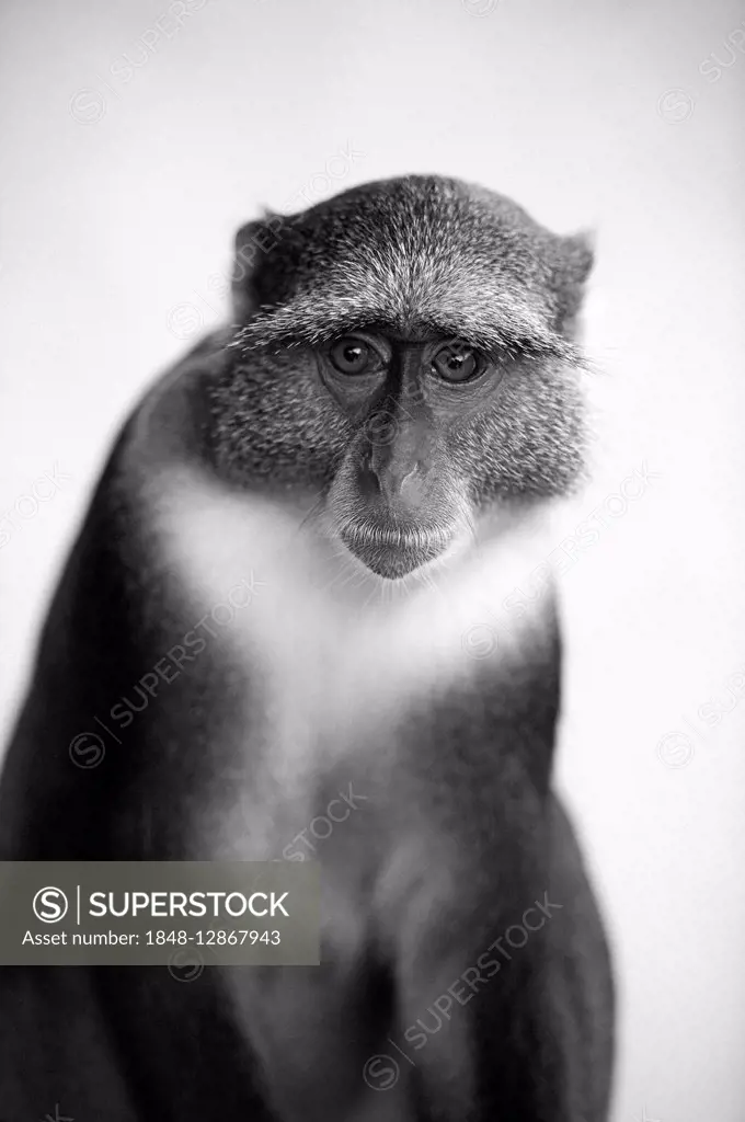Vervet Monkey (Chlorocebus), Diani Beach, Kenya