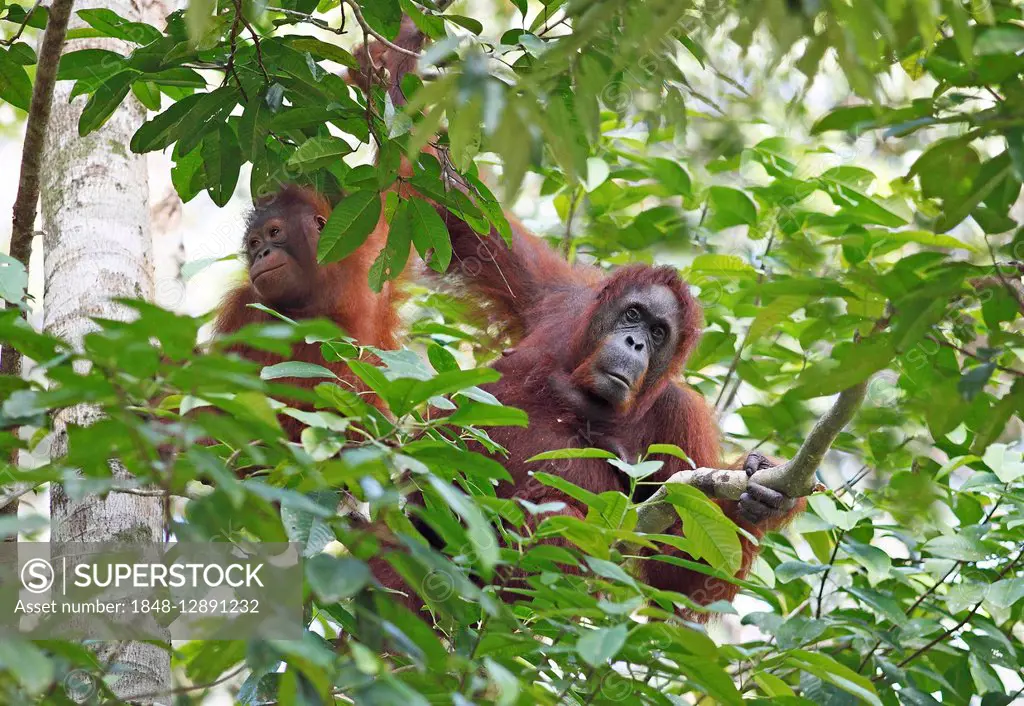 Orangutans (Pongo) in Semenggoh Wildlife Sanctuary in Kuching, Sarawak, Borneo, Malaysia