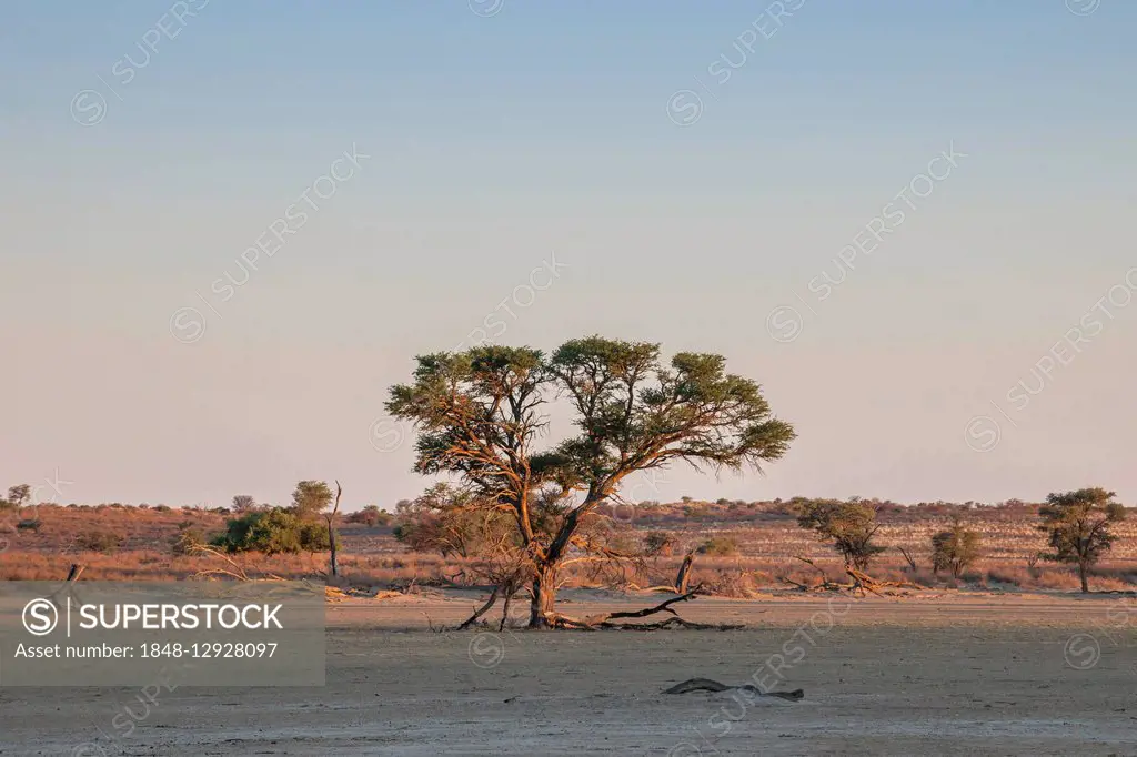 Camel thorn (Vachellia erioloba), Nossob Road, Kgalagadi Transfrontier Park, Northern Cape, South Africa