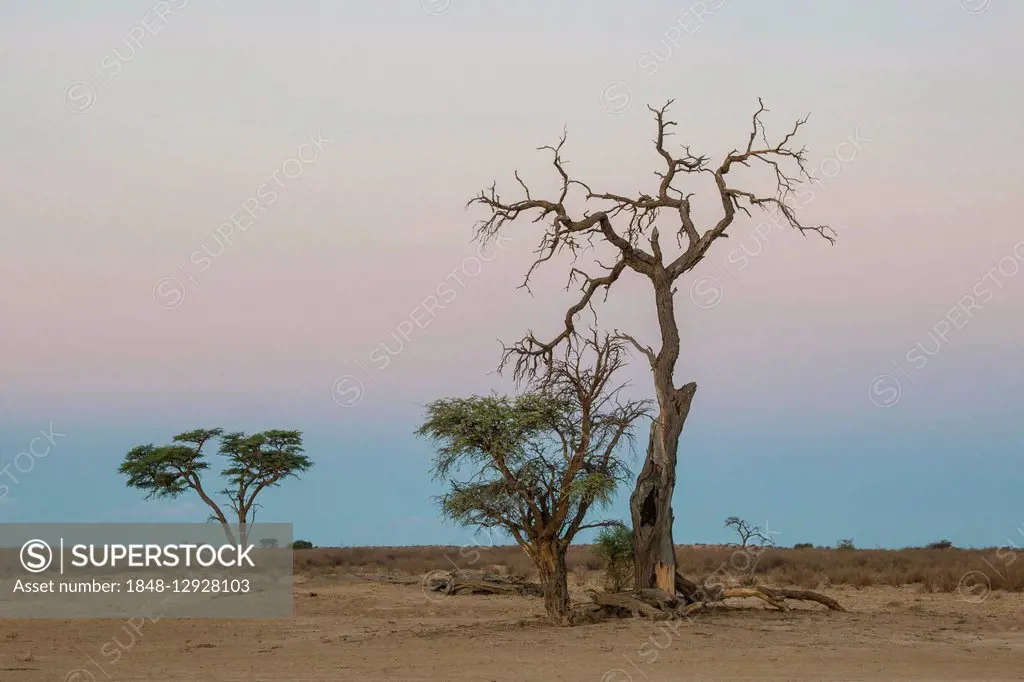 Camel thorn (Vachellia erioloba), dead tree, Nossob Road, Kgalagadi Transfrontier Park, Northern Cape, South Africa