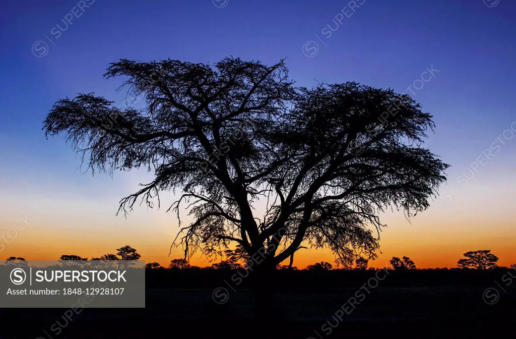 Landscape with camel thorn (Vachellia erioloba) after sunset, Nossob Road, Kgalagadi Transfrontier Park, Northern Cape, South Africa