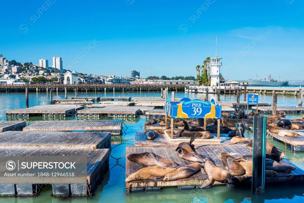 California Sea Lions (Zalophus californianus) at Pier 39, Fisherman's Warf, San Francisco, California, USA