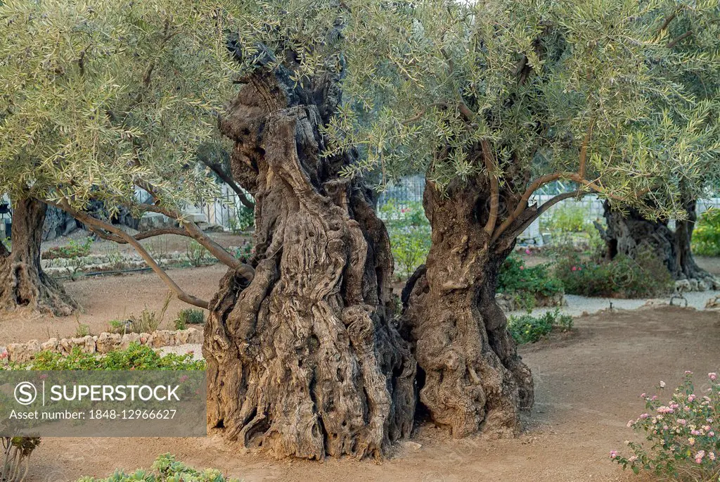 Olive trees (Olea europaea) in the Garden of Gethsemane on the Mount of Olives, Jerusalem, Israel