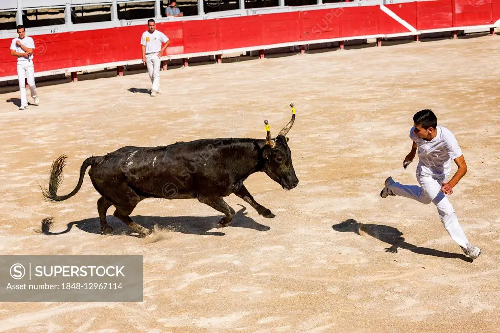 A bullfighter tries to escape a charging bull, Camargue races, Amphitheatre, Arles, Provence-Alpes-Côte d'Azur, France