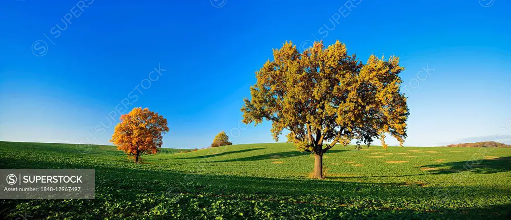 Solitary oaks (Quercus sp.) in autumn, field with winter rapeseed (Brassica napus), Burgenlandkreis, Saxony-Anhalt, Germany