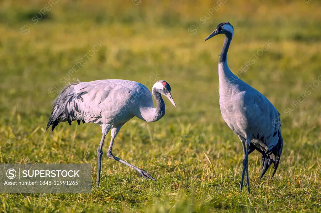 Eurasian or common crane (Grus grus), two adult birds, Fischland-Darß-Zingst, Barhöft, Mecklenburg-Western Pomerania, Germany