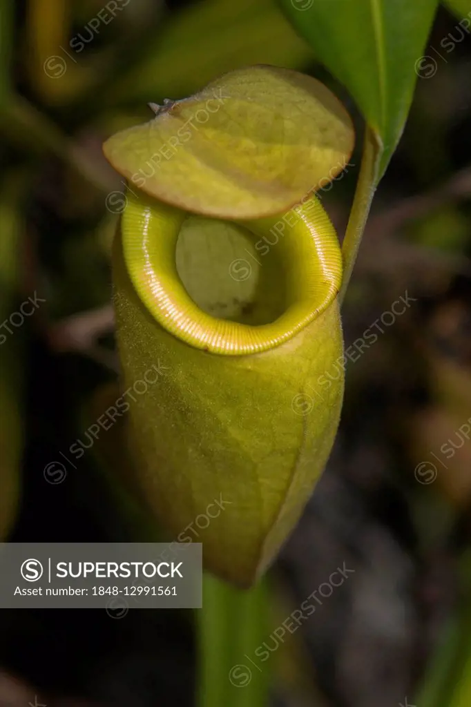 Pitcher plant (Nepenthes madagascariensis), east coast, Madagascar