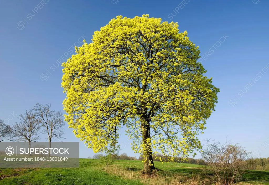 Flowering maple (Acer platanoides) in spring, Saxony, Germany