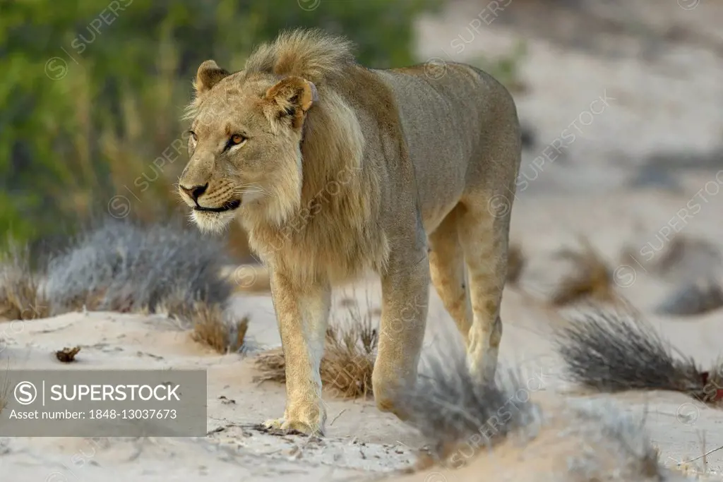 Desert Lion (Panthera leo) on the Hoanib dry river, young male, Kaokoveld, Kunene Region, Namibia