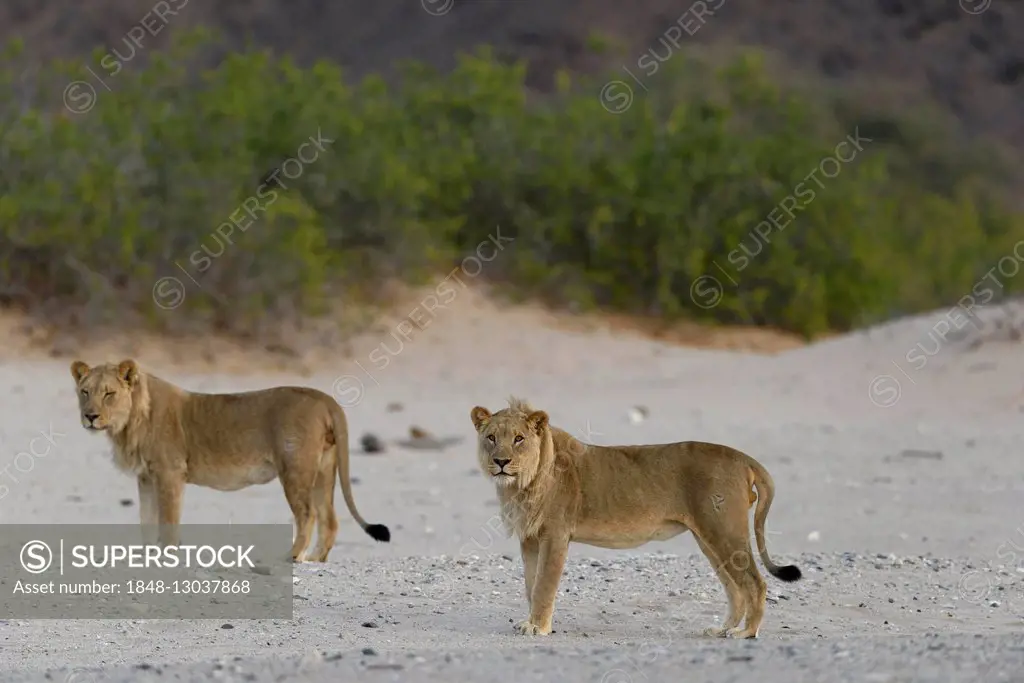 Desert lion (Panthera leo) on the Hoanib dry river, young males, Kaokoveld, Kunene Region, Namibia