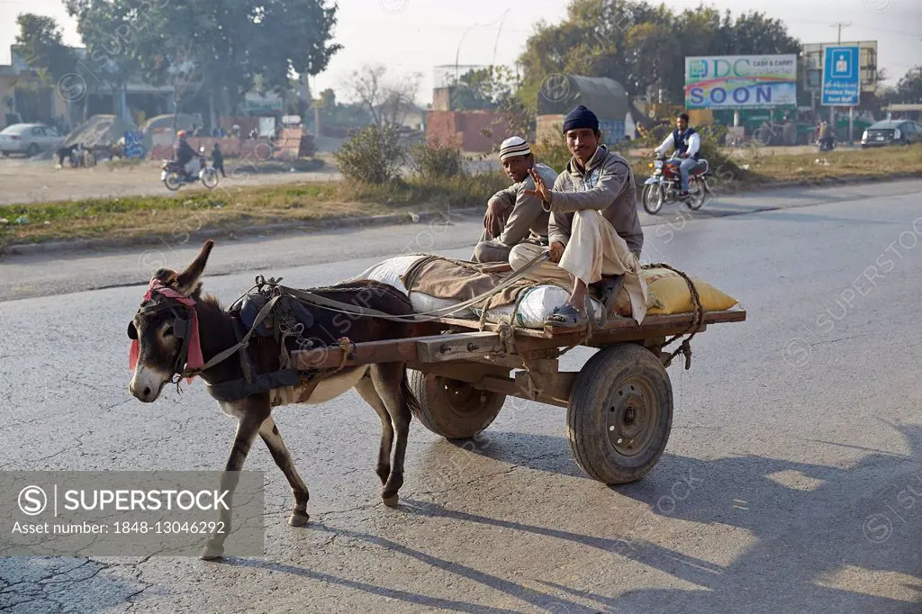 Team of donkeys on the road, Rawalpindi, Pakistan