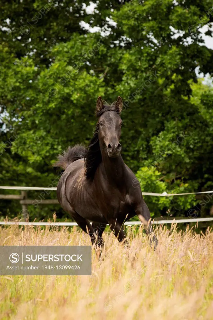 Young Arabian mare, thin horse, Lübeck, Germany