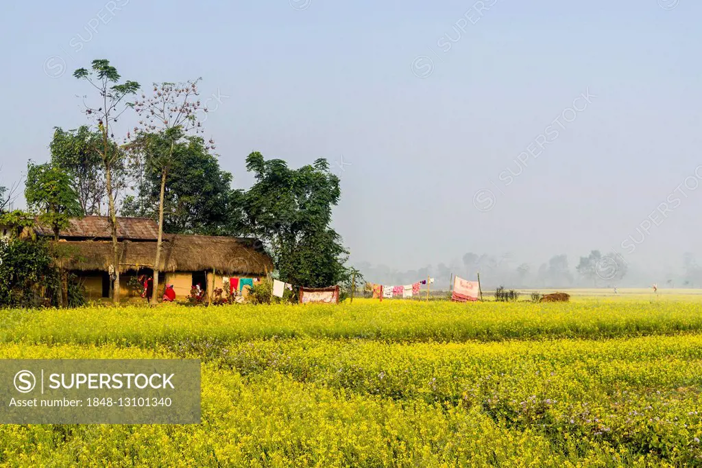 A farmers house standing in the middle of a yellow mustard field in the Terai plains, Sauraha, Chitwan, Nepal