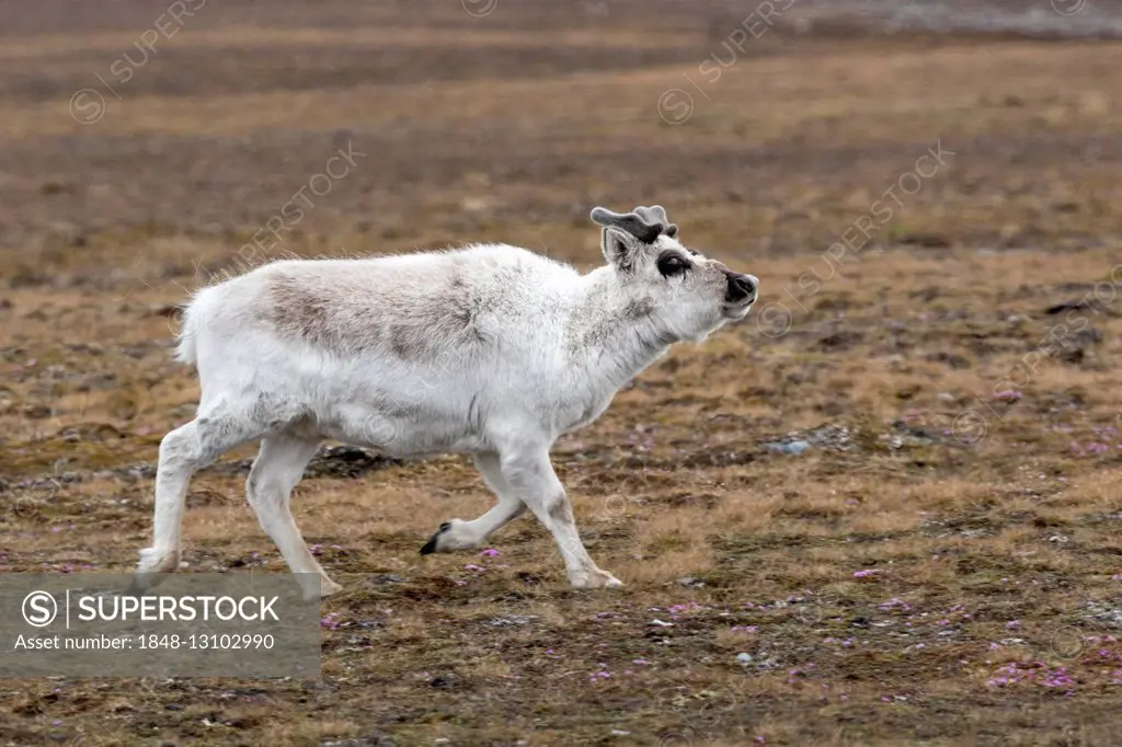 Svalbard reindeer (Rangifer tarandus platyrhynchus), Spitsbergen, Svalbard, Norway