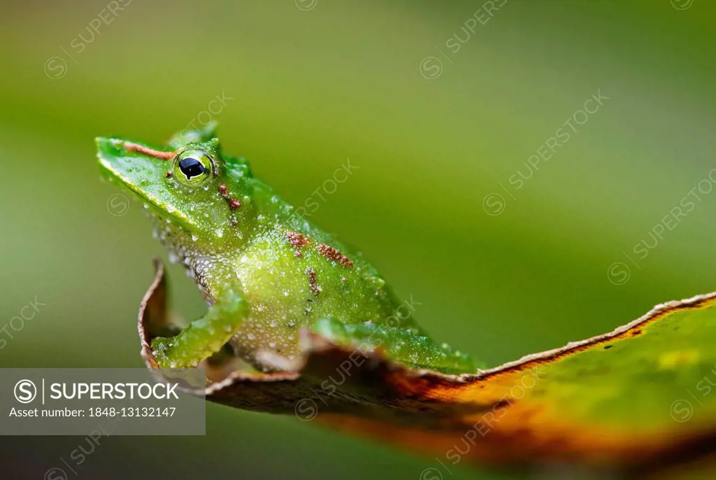 Espada's robber frog (Pristimantis galdi) Tapichalaca Nature Reserve, Andean cloud forest, Eastern Andes foothills, Ecuador
