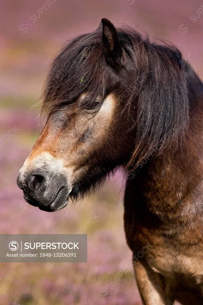 Exmoor Pony, portrait, Exmoor National Park, Somerset, England, United Kingdom