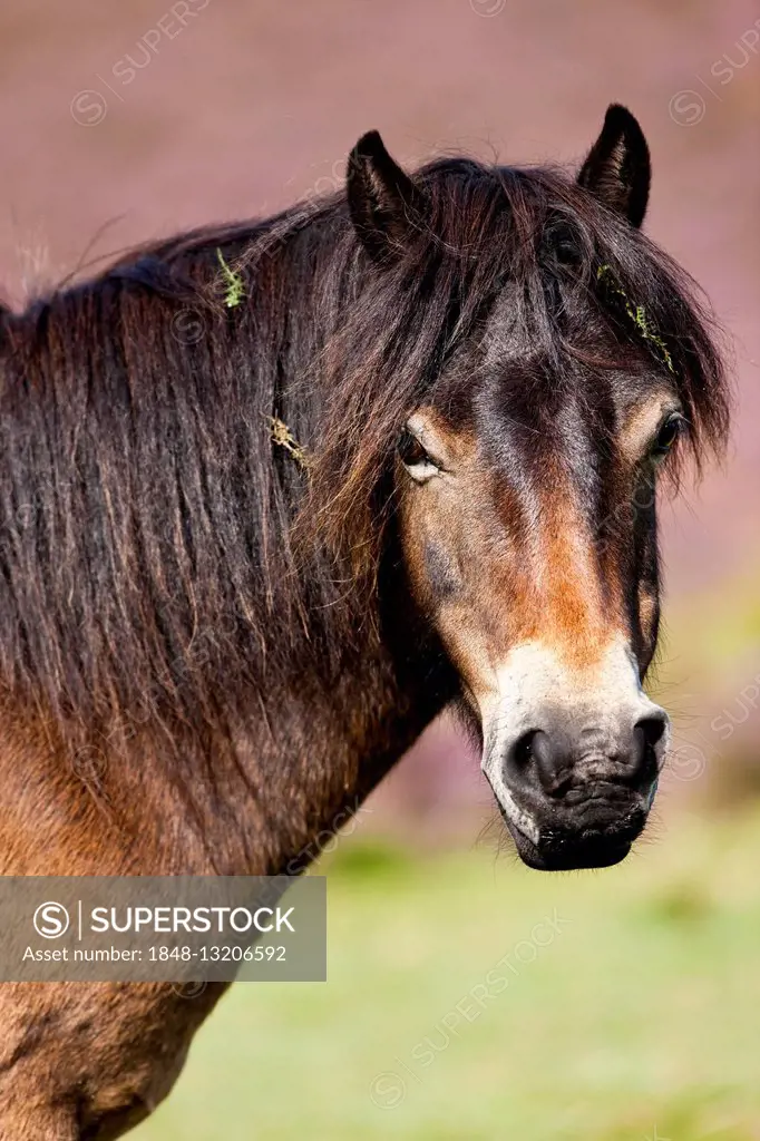 Exmoor Pony, portrait, Exmoor National Park, Somerset, England, United Kingdom