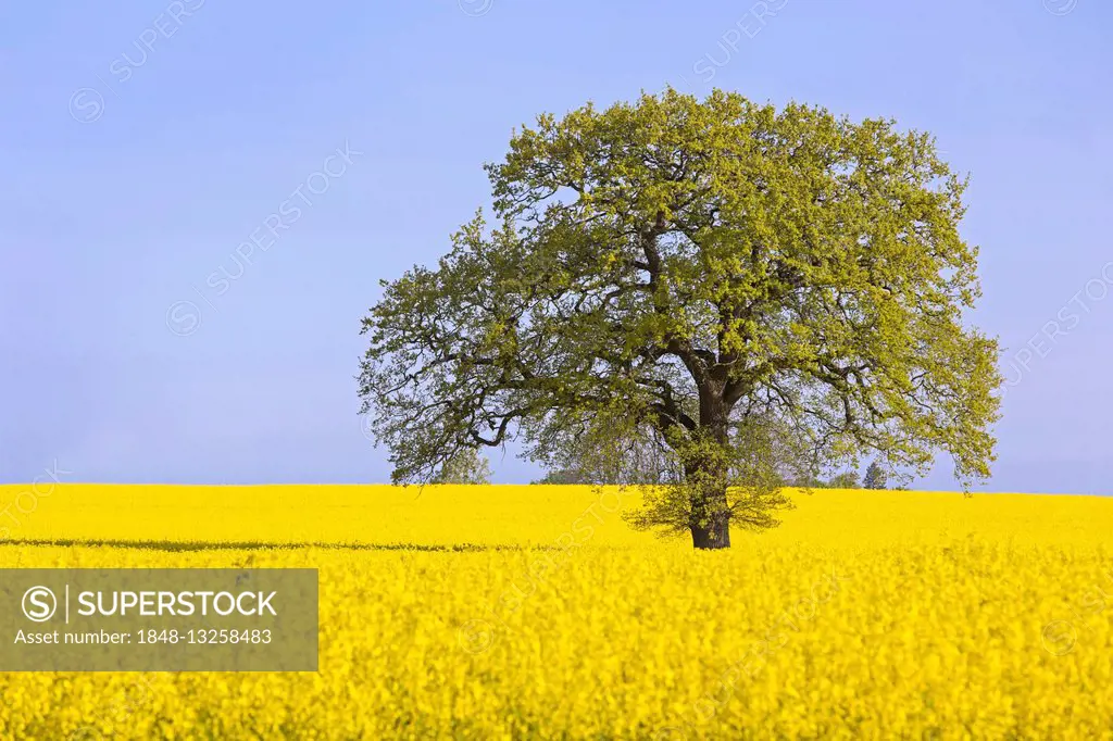 Single tree in a yellow rape field (Brassica napus), Schleswig Holstein, Germany