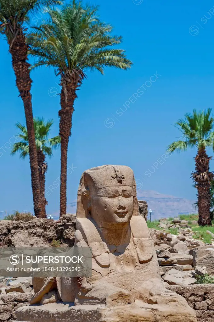 Sphinx, Karnak Temple, Karnak, Luxor, Egypt