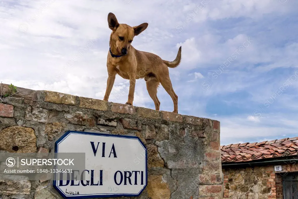 Narrow alley, stone houses in town, dog standing on wall, San Quirico dOrcia, Tuscany, Italy