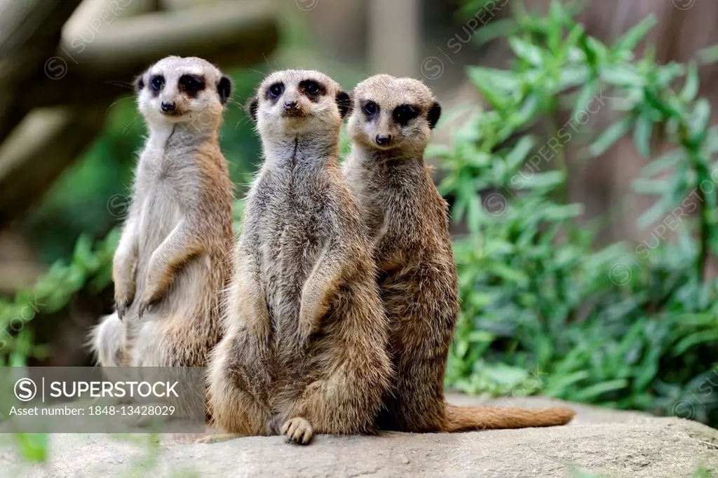 Three Meerkats (Suricata suricatta), standing attentively, Occurrence Africa, captive