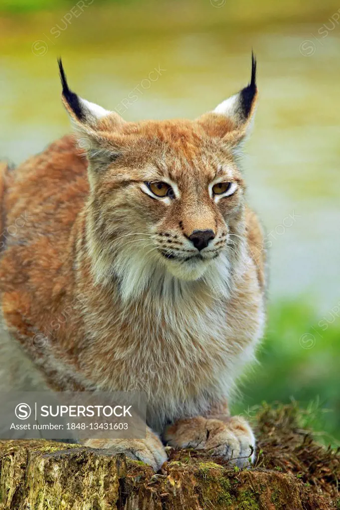 European lynx (Lynx lynx), captive