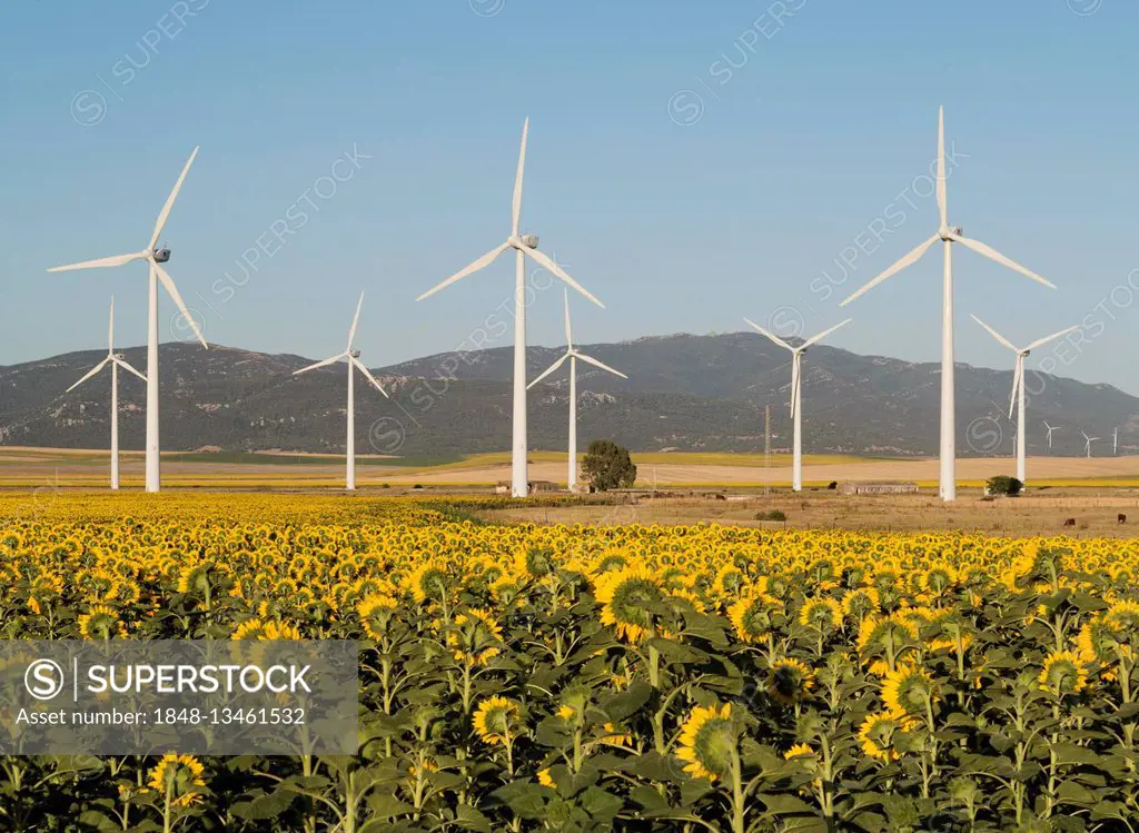 Cultivation of sunflowers (Helianthus annuus) and windmills on a wind farm near Tarifa, Cádiz province, Andalucía, Spain