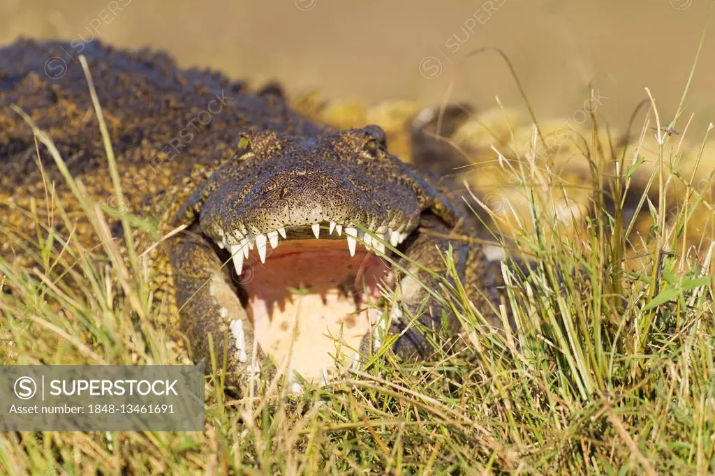 Nile Crocodile (Crocodylus niloticus), basking at the bank of the Chobe River, Chobe National Park, Botswana