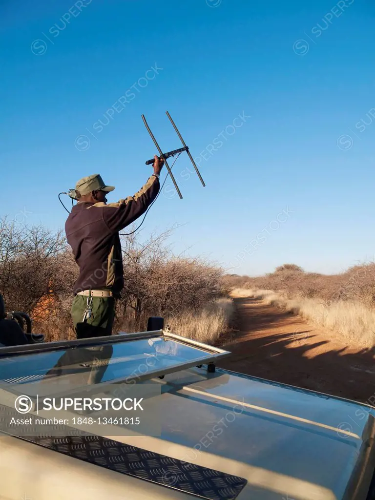 Man is radio tracking a leopard at the Okonjima Lodge, Namibia