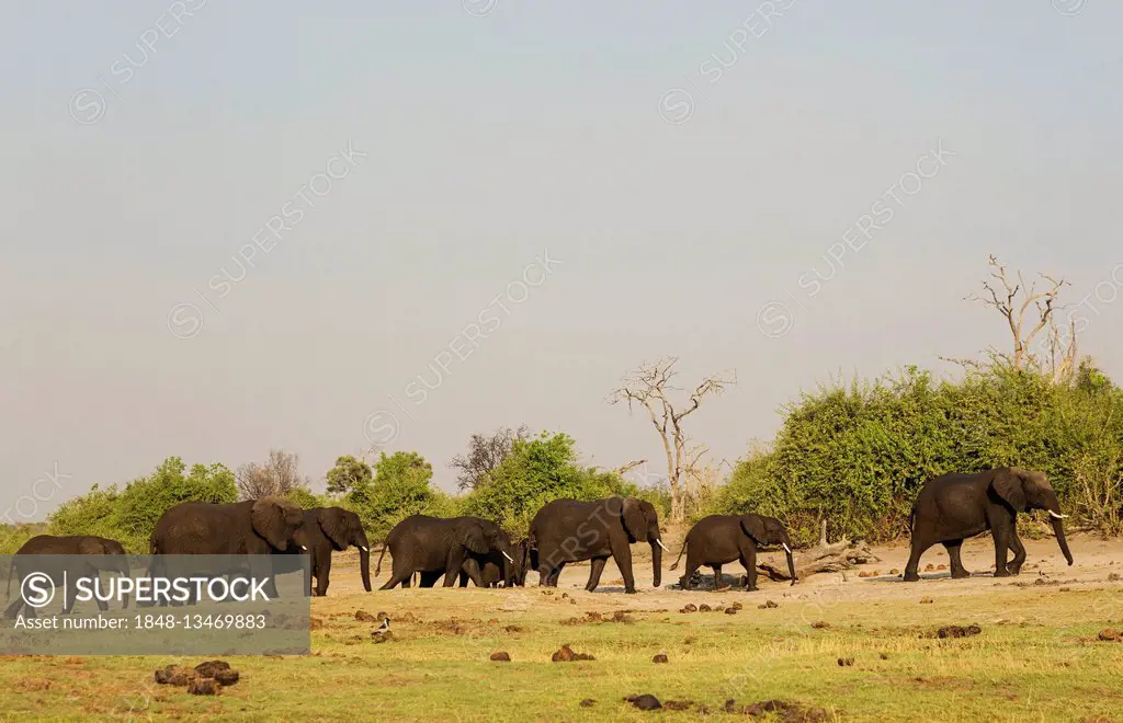 African Elephant (Loxodonta africana), breeding herd has been crossing the Chobe River and now moves into the scrub, Chobe National Park, Botswana