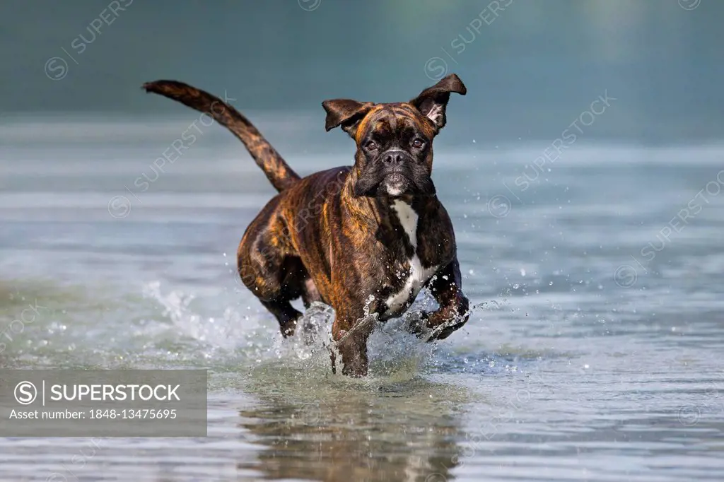 Boxer running in water, Austria
