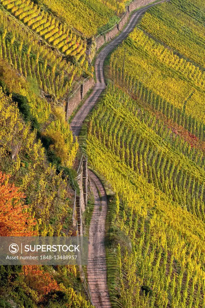Vineyard on steep slopes, Neef, Terrassenmosel or Lower Moselle, Rhineland-Palatinate, Germany