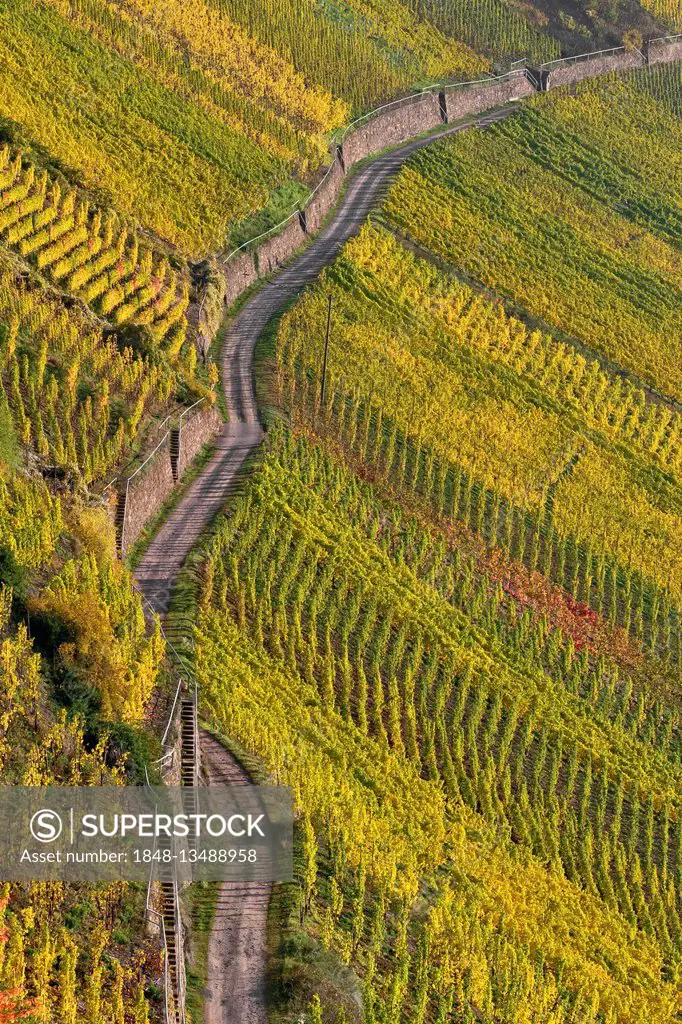 Vineyard on steep slopes, Neef, Terrassenmosel or Lower Moselle, Rhineland-Palatinate, Germany