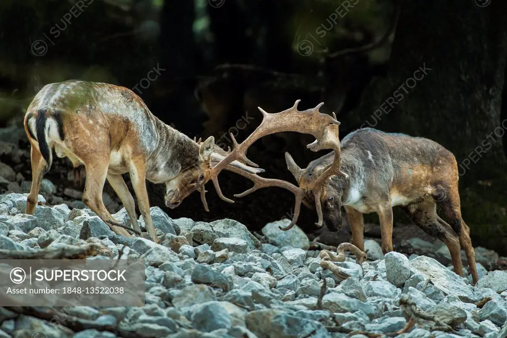 Fallow deer (Dama dama) fighting on rutting grounds, Madonie Regional Natural Park, Isnello, Sicily, Italy