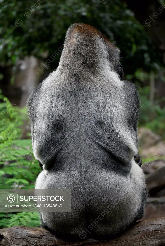 Western lowland gorilla (Gorilla gorilla gorilla), silverback sitting on tree trunk, captive