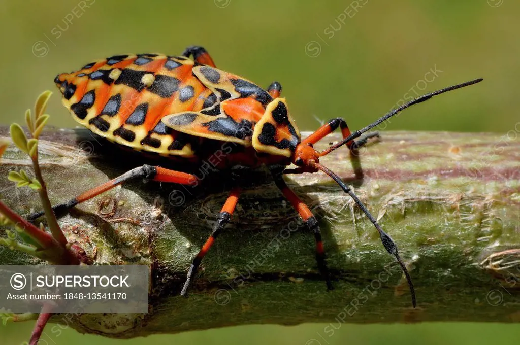 Tree bug (Heteroptera) , Corozal District, Belize