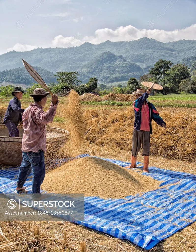 Traditional rice harvest, Chiang Rai Province, Thailand