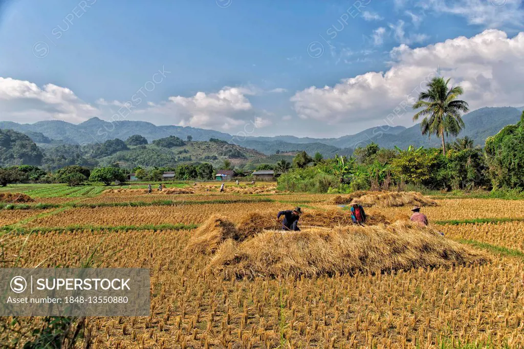 Rice harvest, Abgeerntetes Rice Field, rice paddies, Chiang Rai Province, Thailand