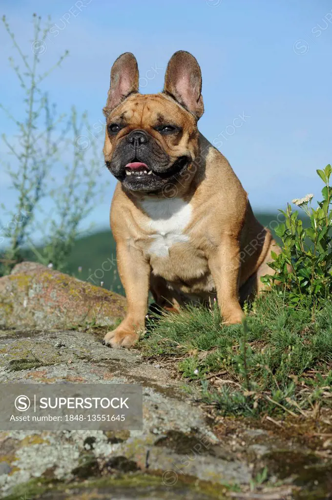 French Bulldog, sitting on a rock, Germany