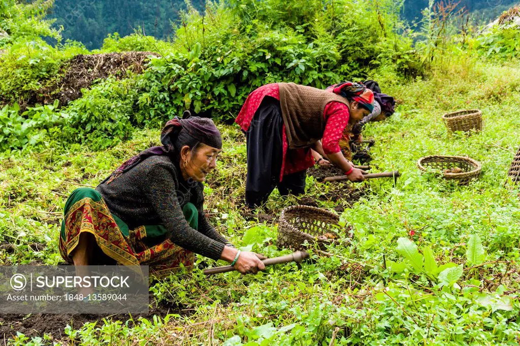 Local women are harvesting potatoes on a green field, Timang, Manang District, Nepal
