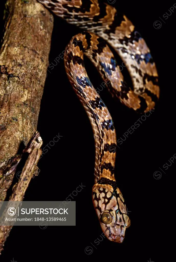 Tree snake (Stenophis granuliceps) on branch, night time, Amber Mountain National Park, Madagascar