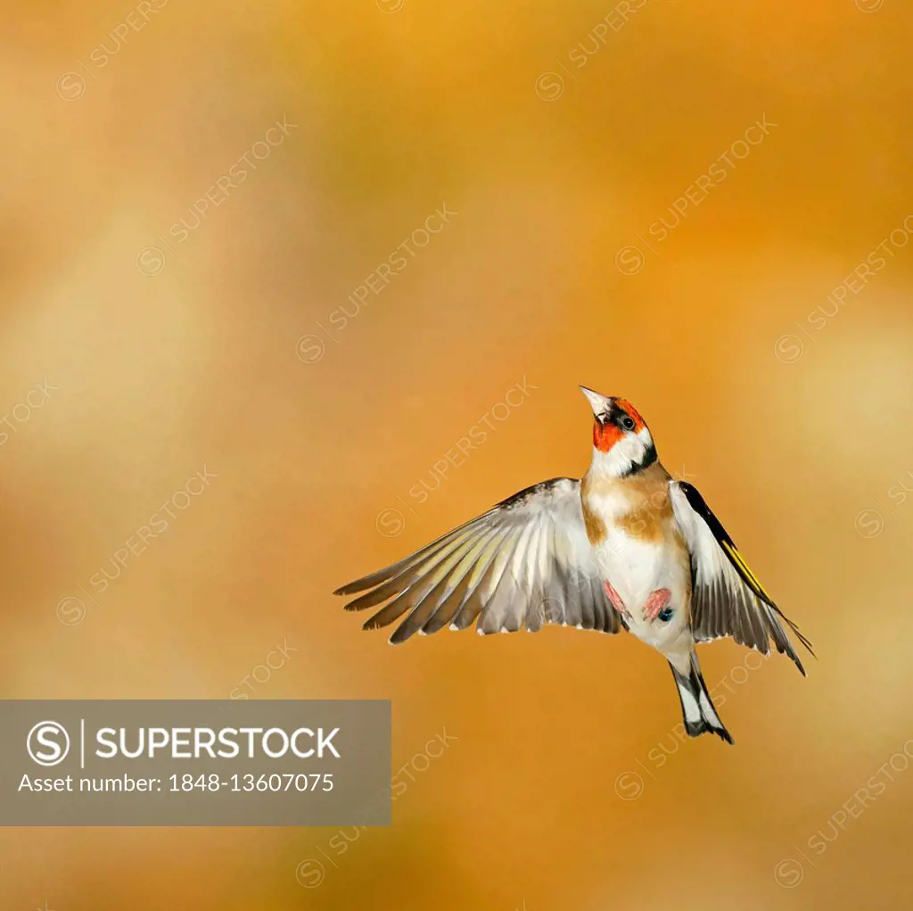 European goldfinch (Carduelis carduelis) in flight, Germany