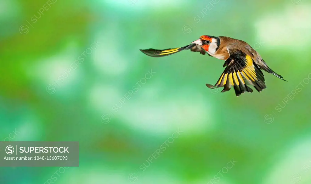 European goldfinch (Carduelis carduelis) in flight, Germany