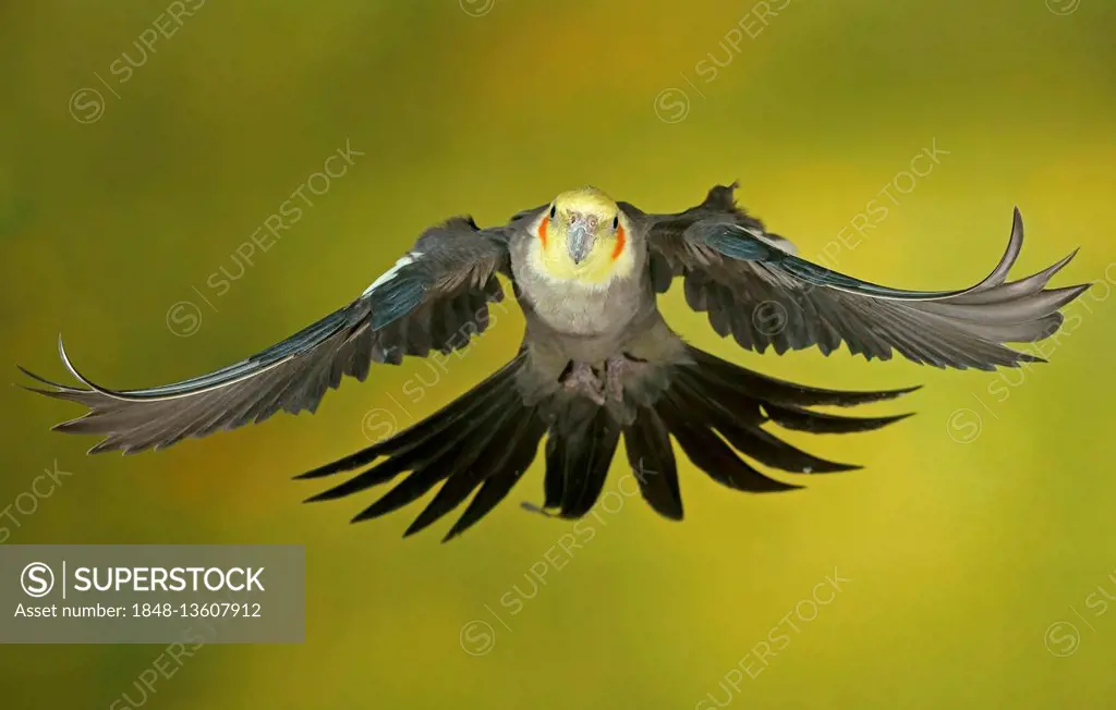 Cockatiel, also quarrion or weiro (Nymphicus hollandicus) in flight, captive, Germany