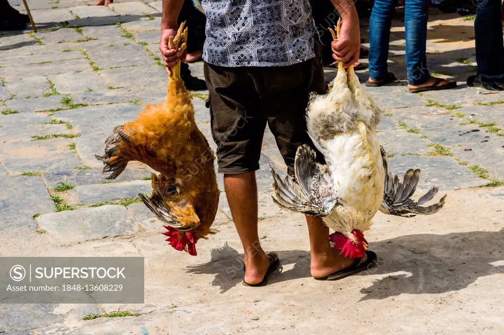 Man standing, holding two roosters by their legs that will be sacrificed at the Khadga Devi Mandir Temple, Darsain Hindu Festival, Bandipur, Tanahun, ...