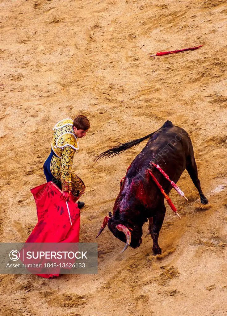 Bullfighter teases young bull with red cape, bull with two spears in back, muleta, bullfighting arena, torero, matador, novice bullfight, Novillada Pi...