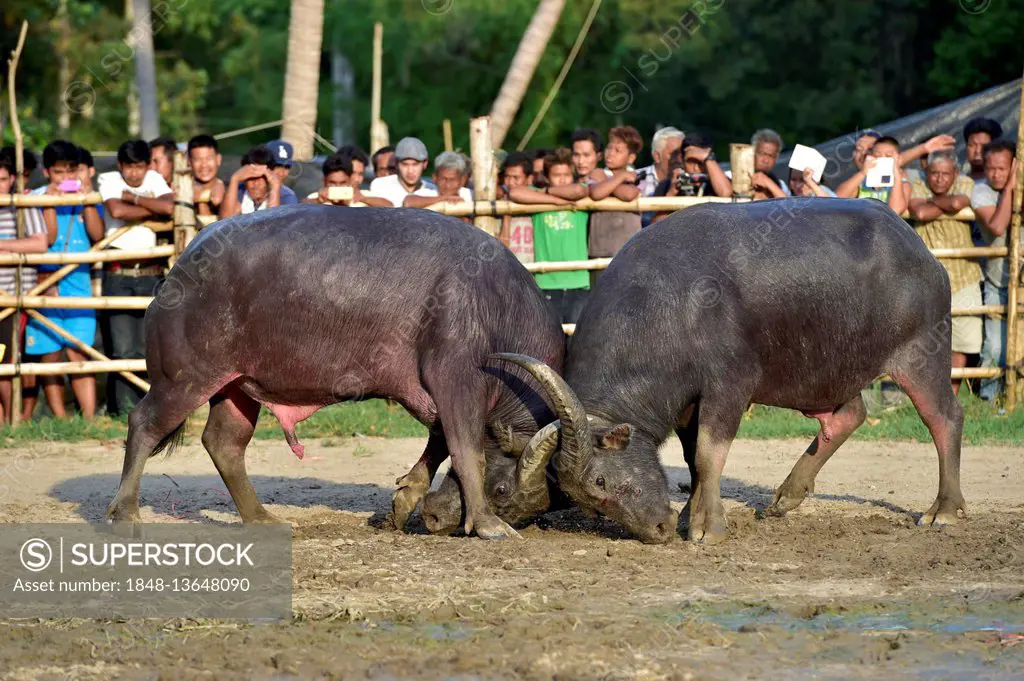 Two water buffalos (Bubalus arnee) at bullfight, Lamai, Koh Samui, Thailand