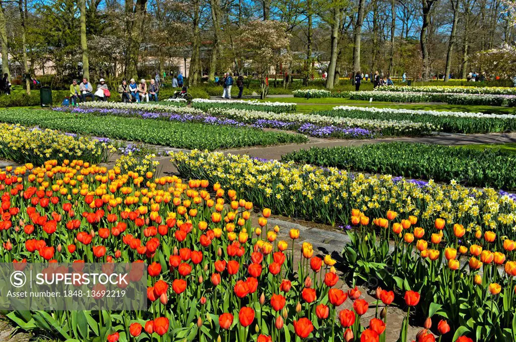 Colorful flower beds, park in the Flower Show Keukenhof, Lisse, The Netherlands