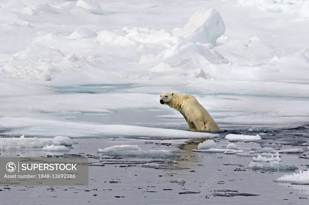 Polar bear (Ursus maritimus Europe) on pack ice, Spitsbergen, Norway